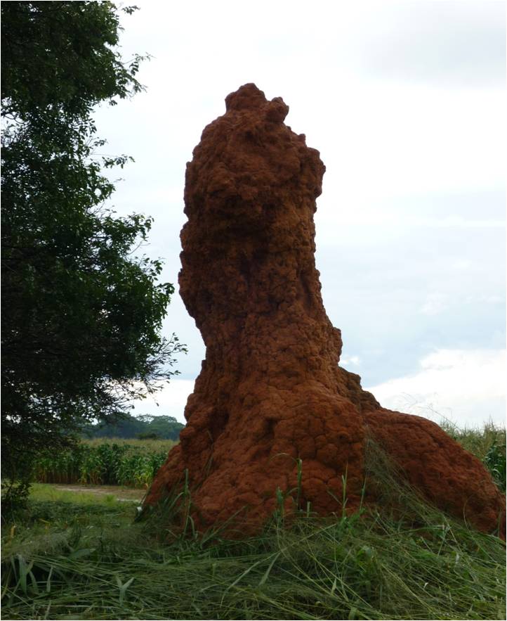 The Termite Model