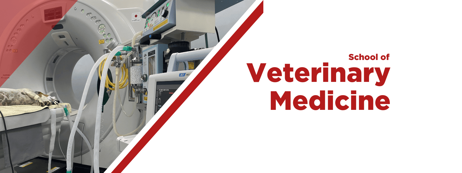 School of Veterinary Medicine