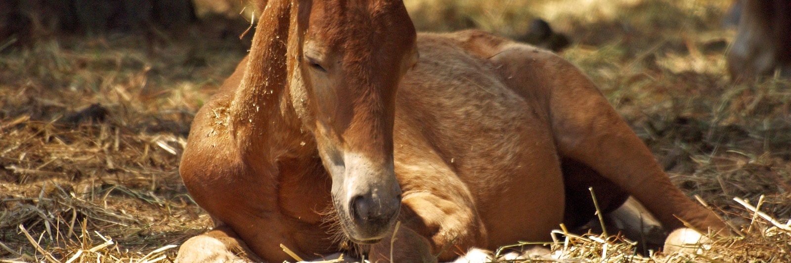 Veterinary Medicine